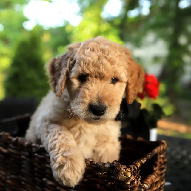 Mini Goldendoodle For Sale California Craigslist