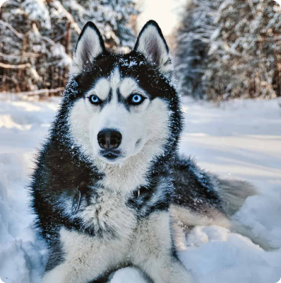 Siberian Husky Puppies for Sale | MawooPets.com