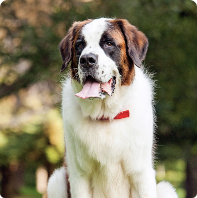 Saint Bernard Puppies for Sale in Colorado | MawooPets.com