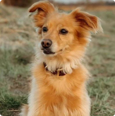 Golden retriever chihuahua sales mix for sale