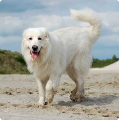 Great Pyrenees Puppies for Sale in Ontario | MawooPets.com