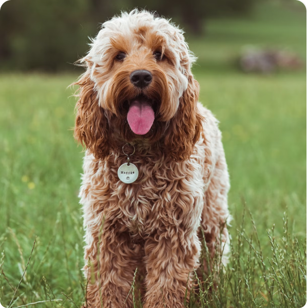 Cockapoo Puppies for Sale in Puerto Rico | MawooPets.com