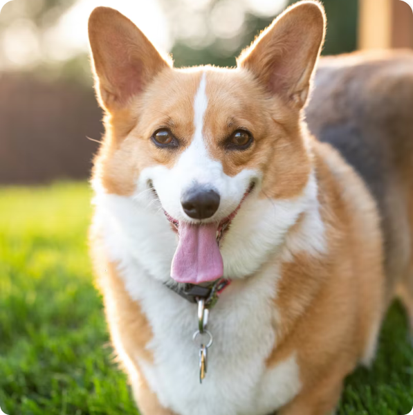 Pembroke Welsh Corgi Puppies for Sale in Idaho | MawooPets.com