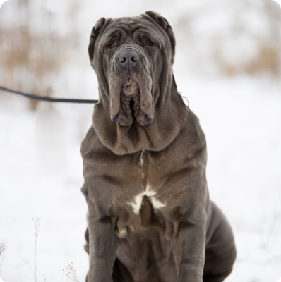 can a pembroke welsh corgi and a neapolitan mastiff be friends