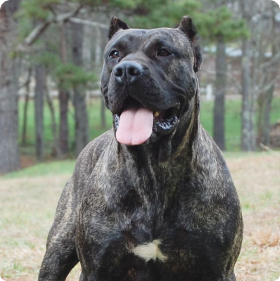 Presa Canario Puppies For Sale In Florida 