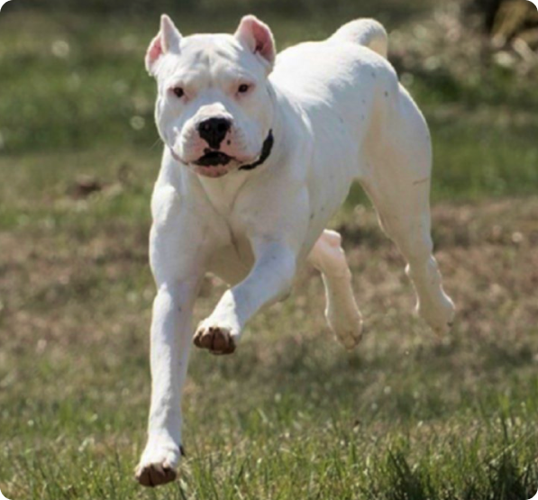 Dogo Argentino Puppies for Sale | MawooPets.com