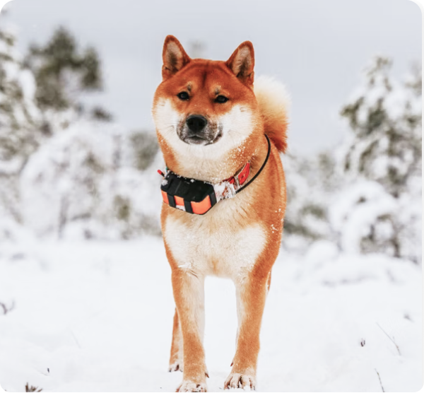 Akita Puppies for Sale in Newfoundland and Labrador | MawooPets.com