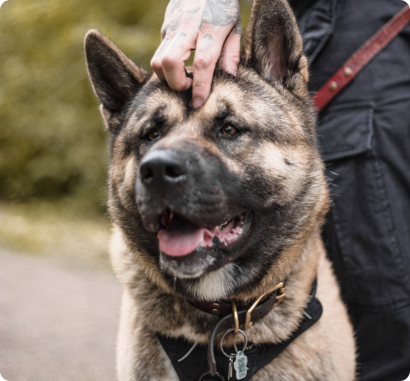 Akita Shepherd Puppies for Sale | MawooPets.com