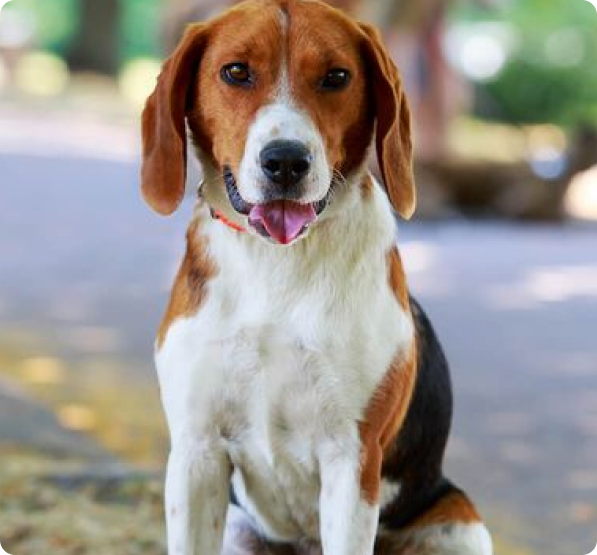 American Foxhound Puppies for Sale