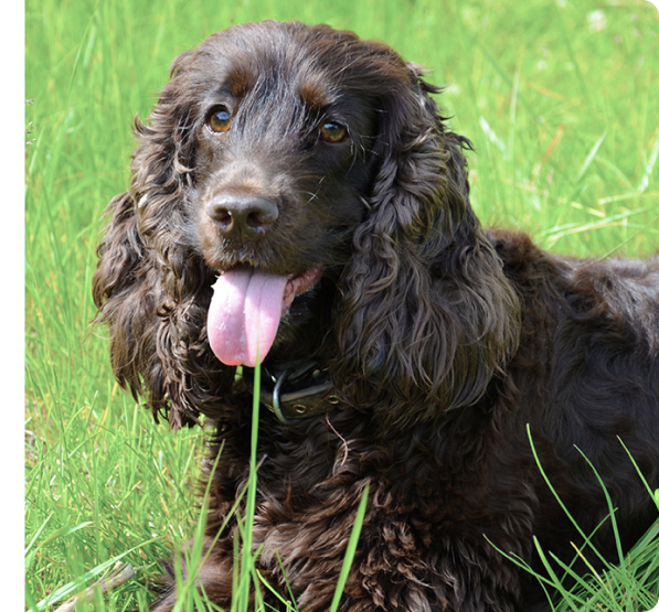 American Water Spaniel Puppies for Sale in British Columbia | MawooPets.com