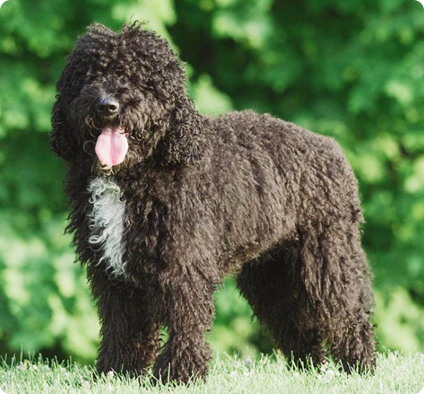 Barbet Puppies for Sale in Michigan