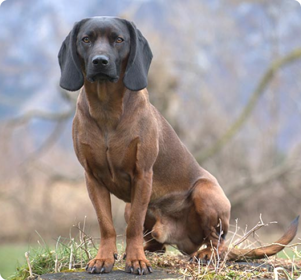 Bavarian Mountain Scent Hound Puppies for Sale in Oregon