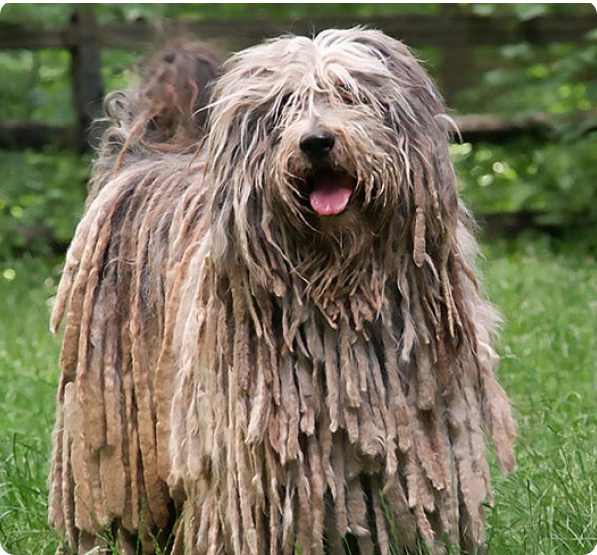 Bergamasco Sheepdog Puppies for Sale in Puerto Rico | MawooPets.com