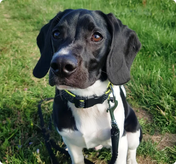 Bocker Puppies for Sale in Hawaii