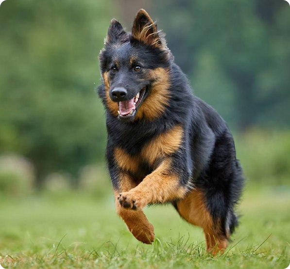 Bohemian Shepherd Puppies for Sale