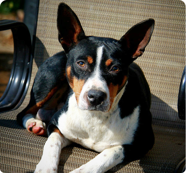 Rat Terrier Australian Shepherd Mix Puppies for Sale in North Carolina ...