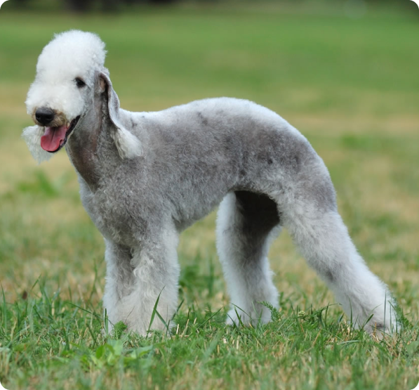 Bedlington Terrier Puppies for Sale