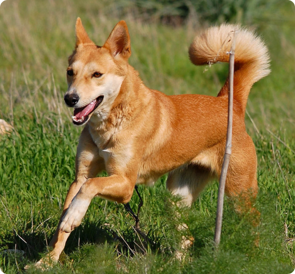 Canaan Dog Puppies for Sale