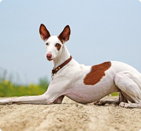 Hound Puppies for Sale in Louisiana