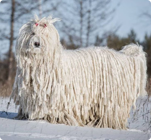 Komondor Puppies for Sale in Prince Edward Island