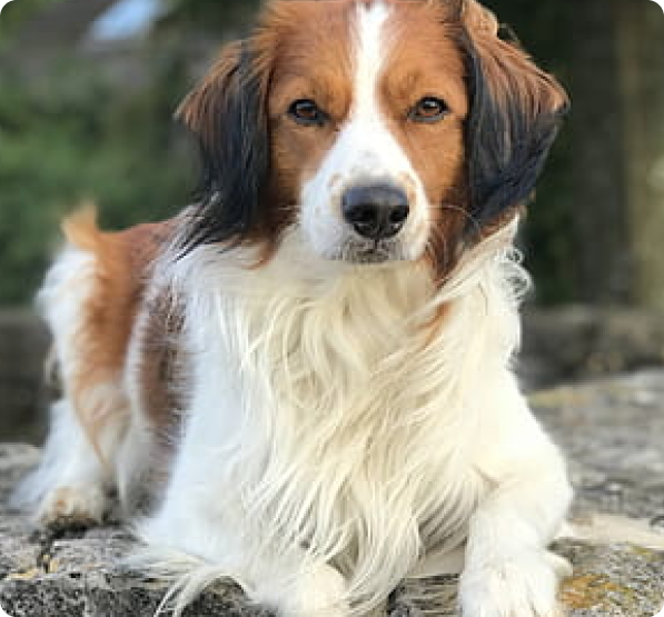 Kooikerhondje Puppies for Sale