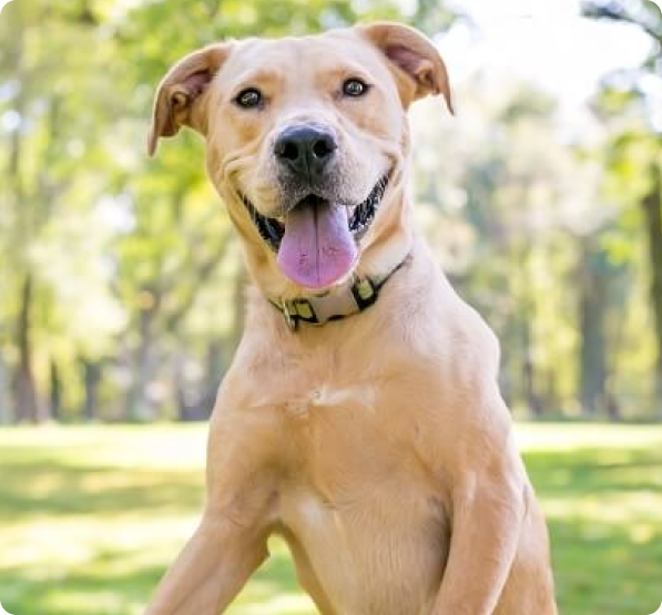 Labrabull Puppies for Sale