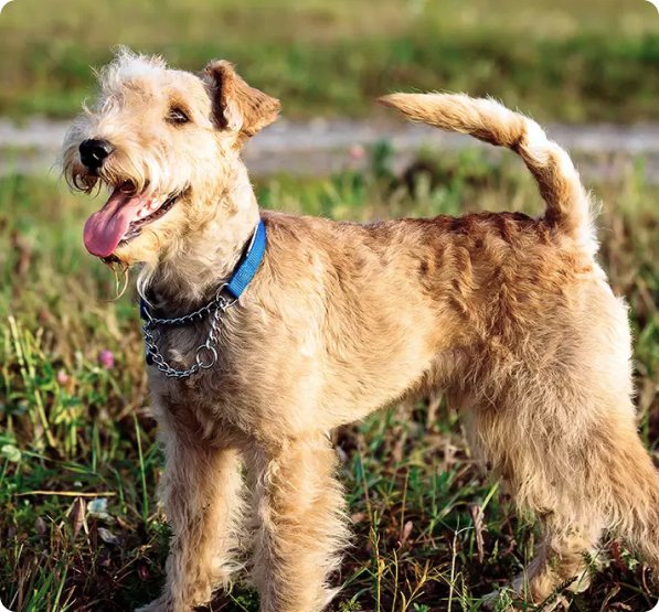 Lakeland Terrier Puppies for Sale