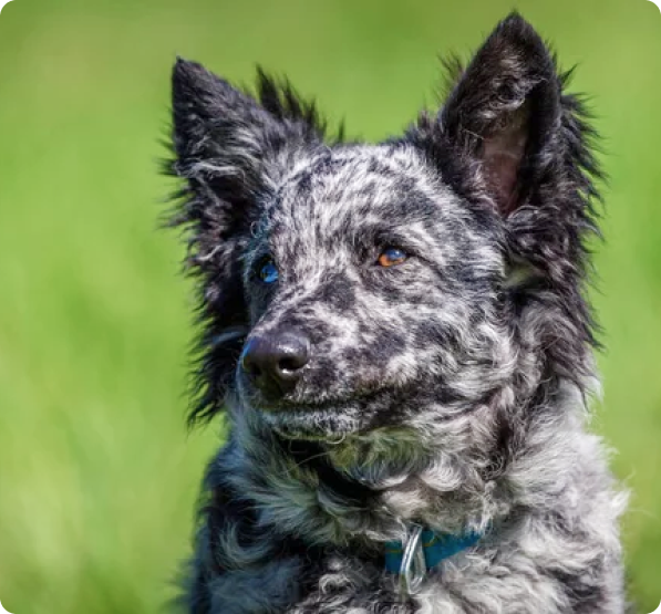 Mudi Puppies for Sale in New York