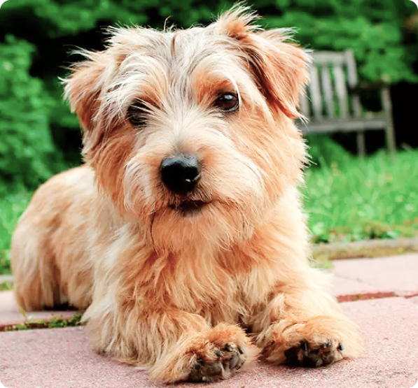 Norfolk Terrier Puppies for Sale