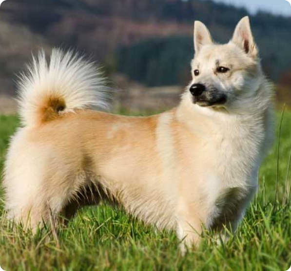 Norwegian Buhund Puppies for Sale