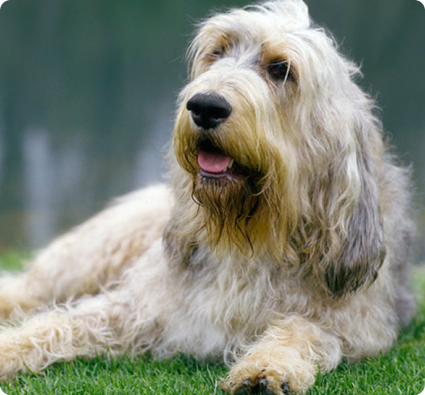 Otterhound Puppies for Sale in Alberta