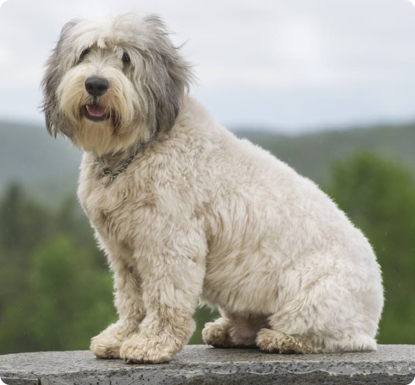 Polish Lowland Sheepdog Puppies for Sale in Ontario