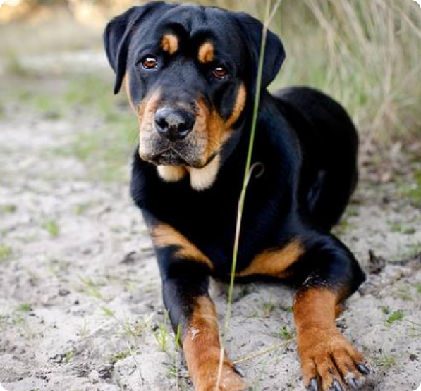 Rottador Puppies for Sale in Florida
