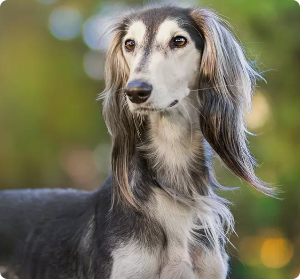 Saluki Puppies for Sale in Florida