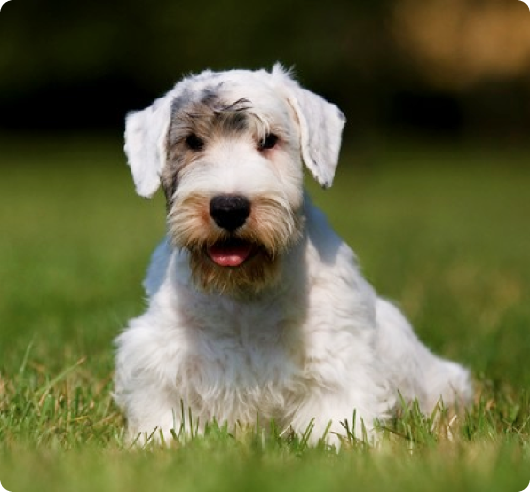 Sealyham Terrier Puppies for Sale | MawooPets.com