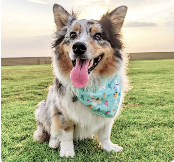 Auggie Puppies for Sale in Arizona