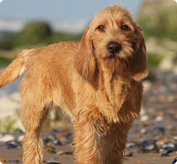 are griffon fauve de bretagne puppies lazy