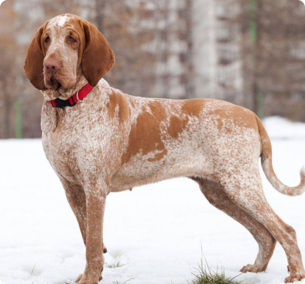 Bracco Italiano Puppies for Sale