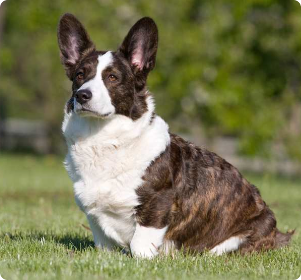 Cardigan Welsh Corgi Puppies for Sale in Saskatchewan | MawooPets.com