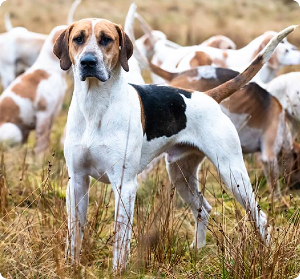 English Foxhound Puppies for Sale
