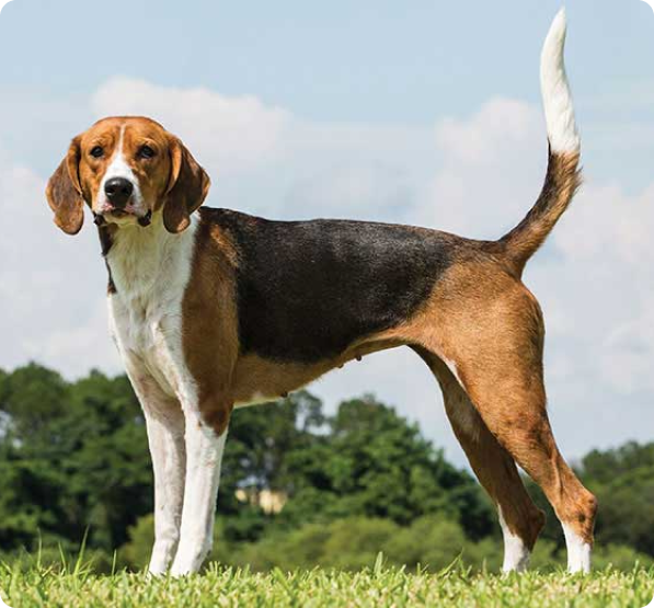 Harrier Puppies for Sale in Florida