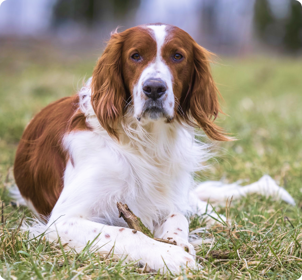 Irish Red and White Setter Puppies for Sale in Alberta | MawooPets.com