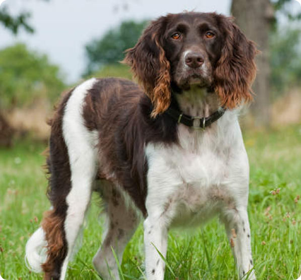 Small Munsterlander Pointer Puppies for Sale in British Columbia ...