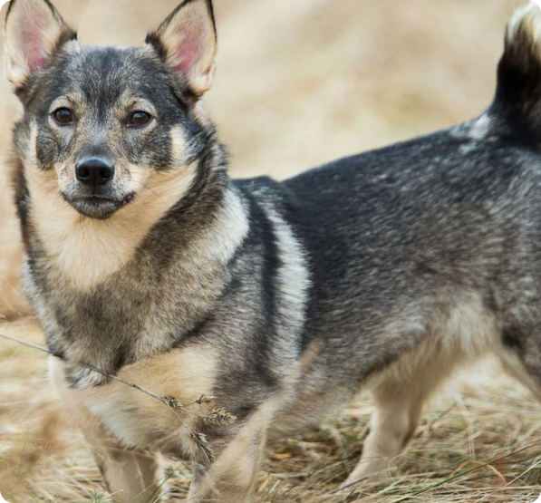 Swedish Vallhund Puppies for Sale | MawooPets.com