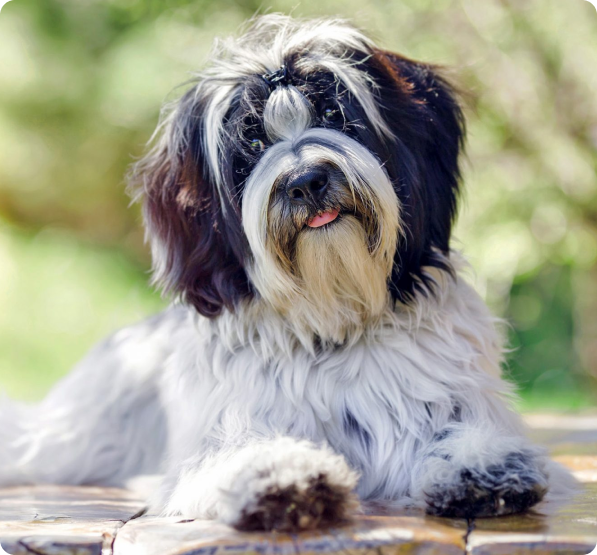 Tibetan Terrier Puppies for Sale in Florida | MawooPets.com