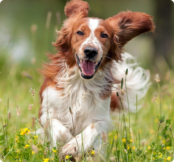 Welsh Springer Spaniel Puppies for Sale | MawooPets.com