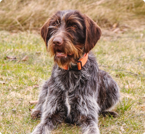 Wirehaired Pointing Griffon Puppies for Sale in California | MawooPets.com