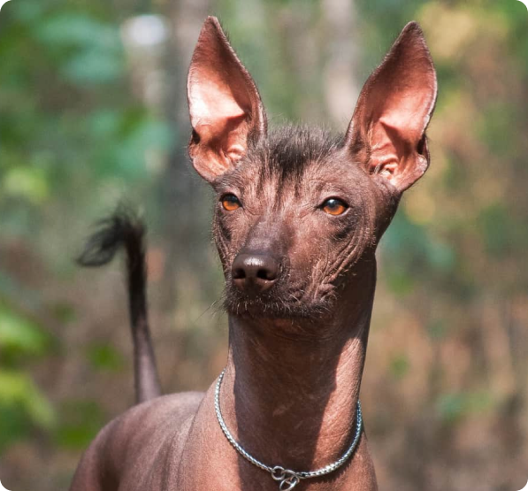 Xoloitzcuintli Puppies for Sale in Ontario