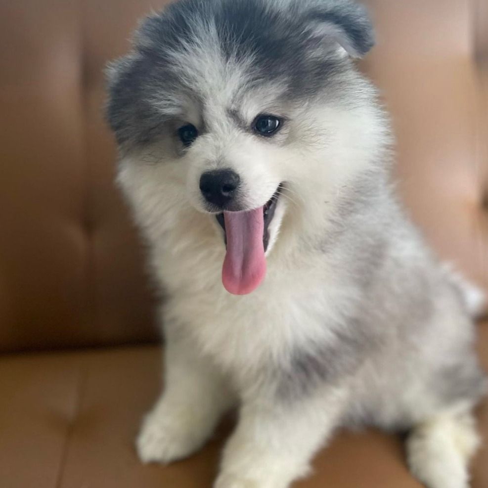 Bubba | Pomsky Boy | Puppy ID 13863