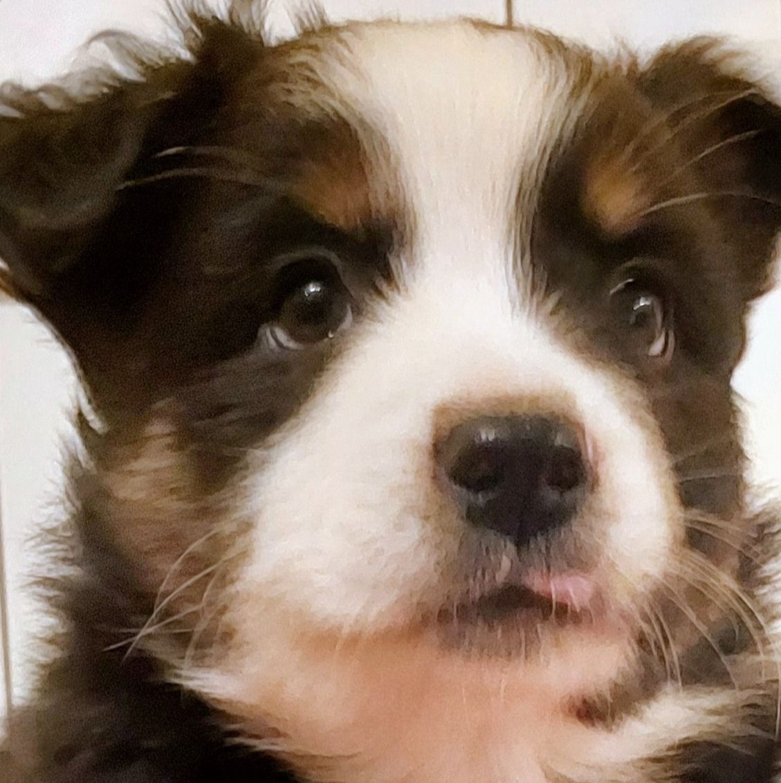 Hank | Australian Shepherd Boy | Puppy ID 14554